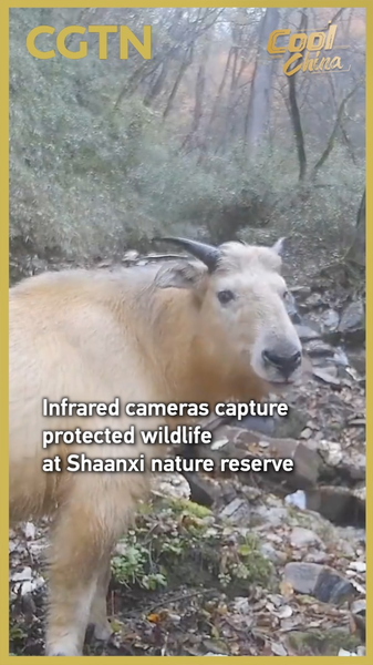 Protected_Wildlife_Thrives_in_Shaanxi_s_Changqing_Reserve video poster