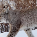 Rare_Lynx_and_Moose_Sightings_Highlight_Heilongjiang_s_Biodiversity_Surge_poster - Khabar Asia Rare_Lynx_and_Moose_Sightings_Highlight_Heilongjiang_s_Biodiversity_Surge video poster