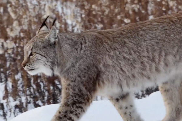 Rare_Lynx_and_Moose_Sightings_Highlight_Heilongjiang_s_Biodiversity_Surge video poster