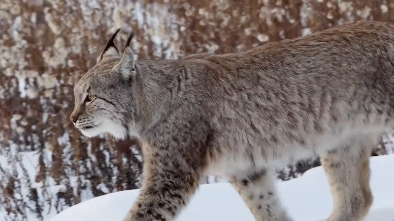 Rare_Lynx_and_Moose_Sightings_Highlight_Heilongjiang_s_Biodiversity_Surge video poster