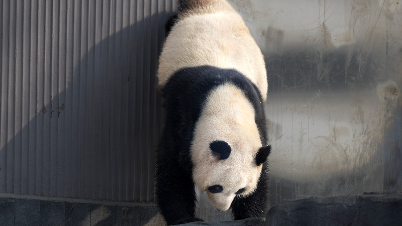 Sichuan_s_New_Giant_Panda_Base_Draws_Thousands_on_Opening_Day