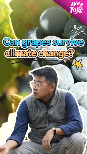Sino_French_Grape_Genomics_Initiative_Tackles_Climate_Challenges video poster