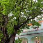 Taipa_Houses__Macao_s_Living_Testament_to_Cultural_Harmony