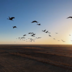 Thousands_of_Grey_Cranes_Flock_to_Xinjiang_s_Tarim_Basin_for_Winter video poster