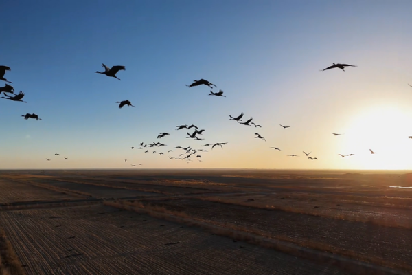 Thousands_of_Grey_Cranes_Flock_to_Xinjiang_s_Tarim_Basin_for_Winter video poster