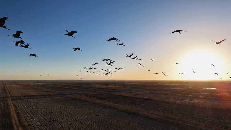 Thousands_of_Grey_Cranes_Flock_to_Xinjiang_s_Tarim_Basin_for_Winter_poster - Khabar Asia Thousands_of_Grey_Cranes_Flock_to_Xinjiang_s_Tarim_Basin_for_Winter video poster