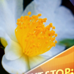 Tunchang_s_Oil_Tea_Camellias_Bloom__Fueling_Rural_Growth_in_Hainan video poster