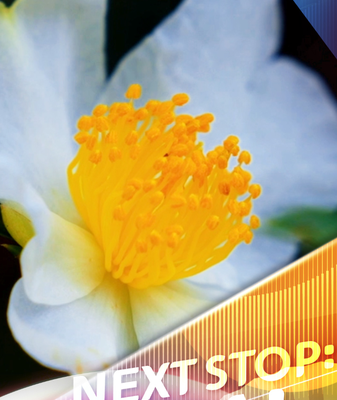 Tunchang_s_Oil_Tea_Camellias_Bloom__Fueling_Rural_Growth_in_Hainan video poster