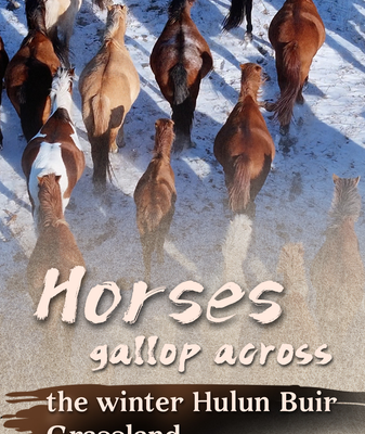 Winter_Horses_Gallop_Across_Hulun_Buir_as_Year_of_the_Horse_Nears video poster