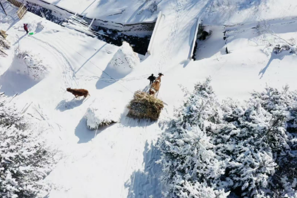 Winter_Serenity_Unveiled_in_Jilin_s_Songling_Snow_Village