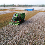 Xinjiang_s_2025_Cotton_Output_Hits_Historic_High_Amid_Tech_Driven_Growth - Khabar Asia Xinjiang_s_2025_Cotton_Output_Hits_Historic_High_Amid_Tech_Driven_Growth