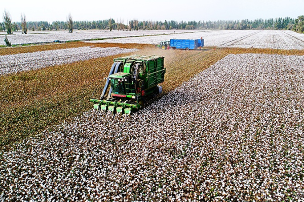 Xinjiang_s_2025_Cotton_Output_Hits_Historic_High_Amid_Tech_Driven_Growth