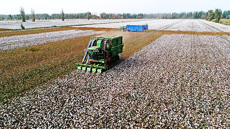 Xinjiang_s_2025_Cotton_Output_Hits_Historic_High_Amid_Tech_Driven_Growth