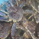 Xinjiang_s_Live_King_Crab_Imports_Surge_to_Record__14_3M_in_2025 video poster