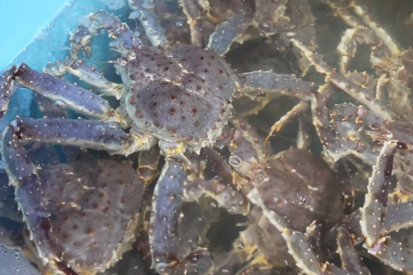 Xinjiang_s_Live_King_Crab_Imports_Surge_to_Record__14_3M_in_2025 video poster