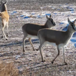 Xinjiang_s_Snowy_Gobi_Welcomes_Thriving_Goitered_Gazelle_Populations video poster
