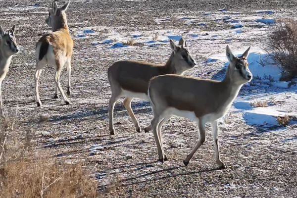 Xinjiang_s_Snowy_Gobi_Welcomes_Thriving_Goitered_Gazelle_Populations video poster