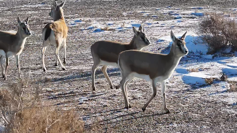 Xinjiang_s_Snowy_Gobi_Welcomes_Thriving_Goitered_Gazelle_Populations video poster