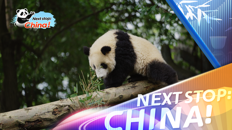 Chengdu’s Panda Culture: A Symbol of China’s Wildlife Diplomacy in 2025 video poster