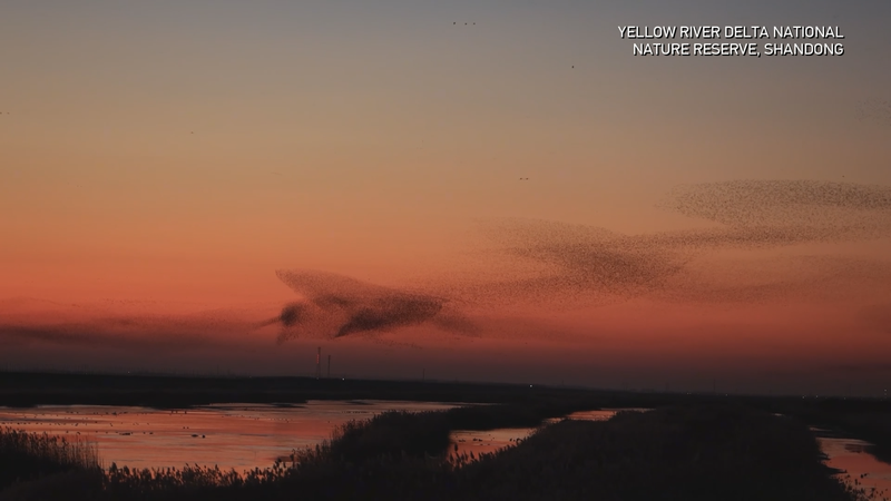 Yellow_River_Delta_Hosts_Record_400_000_Migratory_Birds_This_Winter video poster
