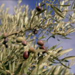 Southern Spain’s Olive Oil: Where Tradition Meets Modern Global Demand video poster