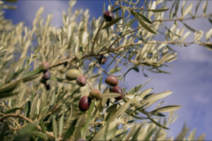 Southern Spain’s Olive Oil: Where Tradition Meets Modern Global Demand video poster
