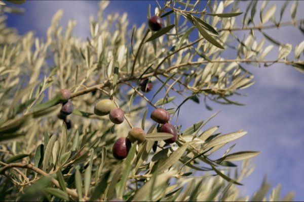 Southern Spain’s Olive Oil: Where Tradition Meets Modern Global Demand video poster