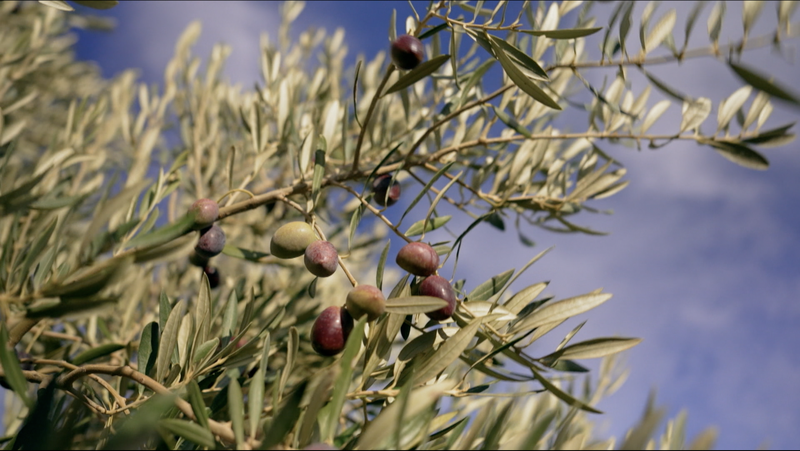 Southern Spain’s Olive Oil: Where Tradition Meets Modern Global Demand video poster