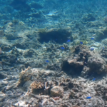 2025_Ocean_Heat_Hits_Record_High__Fueling_Extreme_Weather