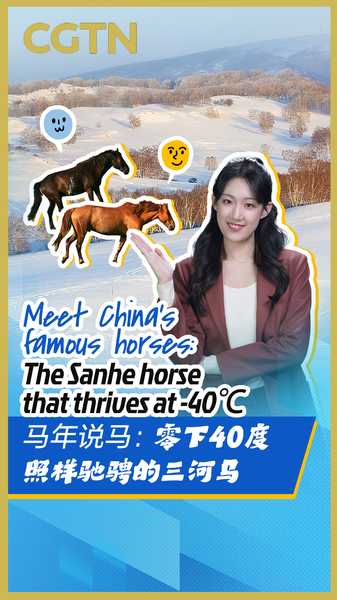 China's Sanhe Horses: Thriving in -40℃ and Redefining Resilience video poster