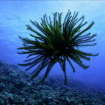 Amazing_Sansha_Series_Unveils_South_China_Sea_s_Hidden_Marine_Treasures video poster