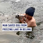 Beijing_Hero_Braves_Freezing_Lake_to_Rescue_Dog__Finds_New_Home video poster