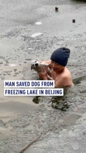 Beijing_Hero_Braves_Freezing_Lake_to_Rescue_Dog__Finds_New_Home video poster