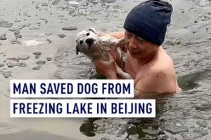 Beijing_Hero_Braves_Freezing_Lake_to_Rescue_Dog__Finds_New_Home video poster