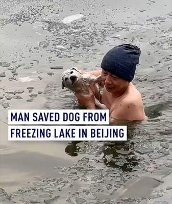 Beijing_Hero_Braves_Freezing_Lake_to_Rescue_Dog__Finds_New_Home video poster