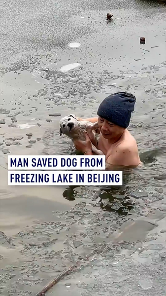 Beijing_Hero_Braves_Freezing_Lake_to_Rescue_Dog__Finds_New_Home video poster