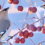 Bohemian_Waxwings_Thrive_in_Xinjiang__Signaling_Conservation_Success_poster - Khabar Asia Bohemian_Waxwings_Thrive_in_Xinjiang__Signaling_Conservation_Success video poster
