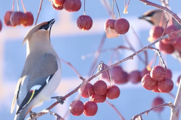 Bohemian_Waxwings_Thrive_in_Xinjiang__Signaling_Conservation_Success video poster
