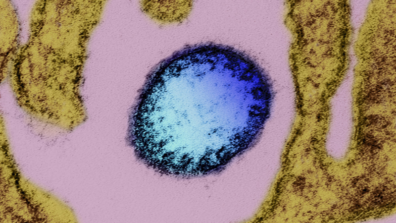 China_Bolsters_Nipah_Virus_Preparedness_Amid_Regional_Outbreak