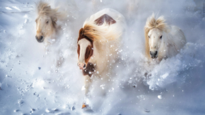 China_Boosts_Conservation_of_Native_Horse_Breeds_in_2026_Push