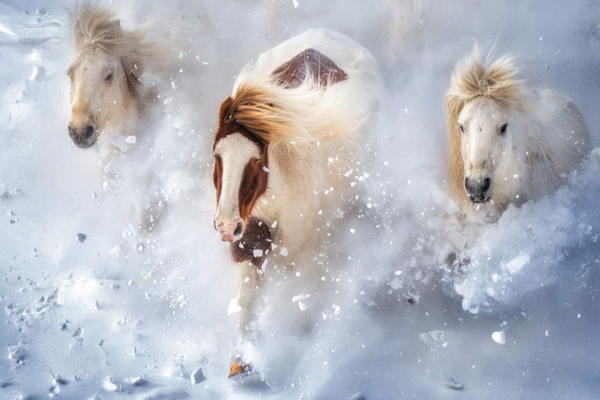 China_Boosts_Conservation_of_Native_Horse_Breeds_in_2026_Push