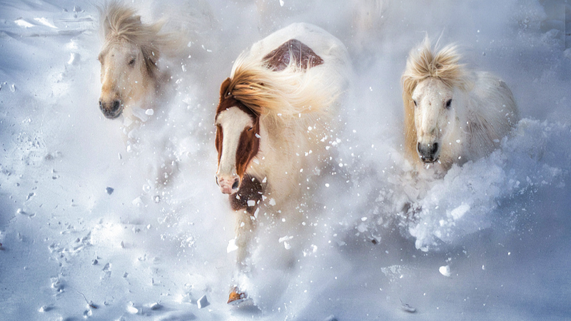 China_Boosts_Conservation_of_Native_Horse_Breeds_in_2026_Push