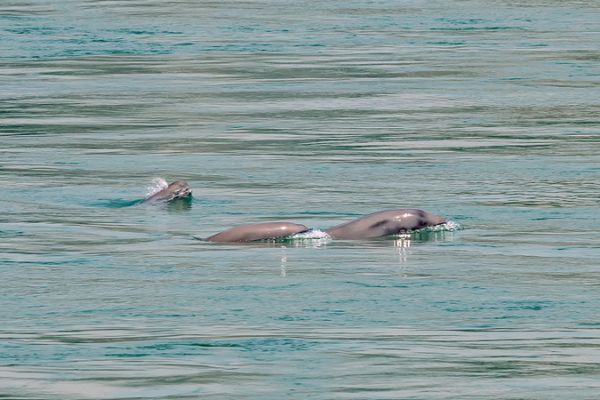 China_Launches_10_Year_Yangtze_Finless_Porpoise_Conservation_Drive