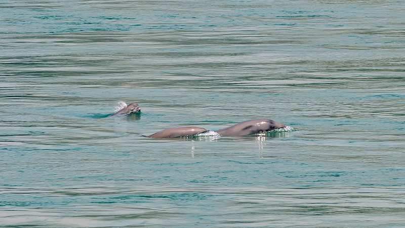 China_Launches_10_Year_Yangtze_Finless_Porpoise_Conservation_Drive