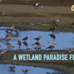 China_s_Tiaozini_Wetland_Becomes_Migratory_Bird__Airport_ video poster