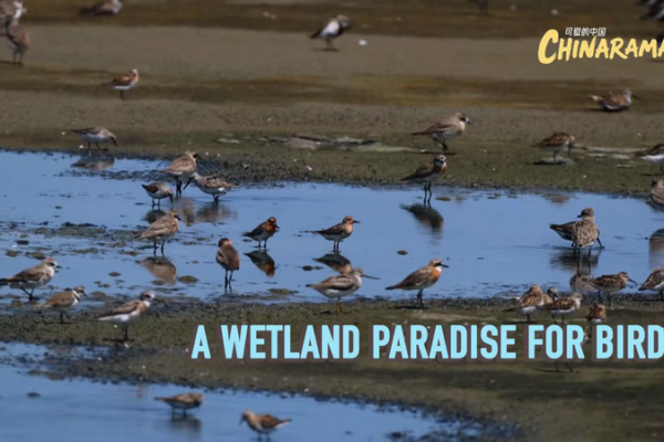 China_s_Tiaozini_Wetland_Becomes_Migratory_Bird__Airport_ video poster