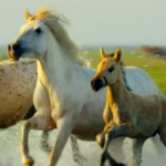 China_s_Zodiac_Film__Horse_Power__Debuts_in_Shanghai_with_Tech_Innovation video poster