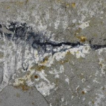 Chinese_Fossils_Reveal_Secrets_of_Earth_s_First_Mass_Extinction