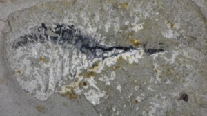 Chinese_Fossils_Reveal_Secrets_of_Earth_s_First_Mass_Extinction