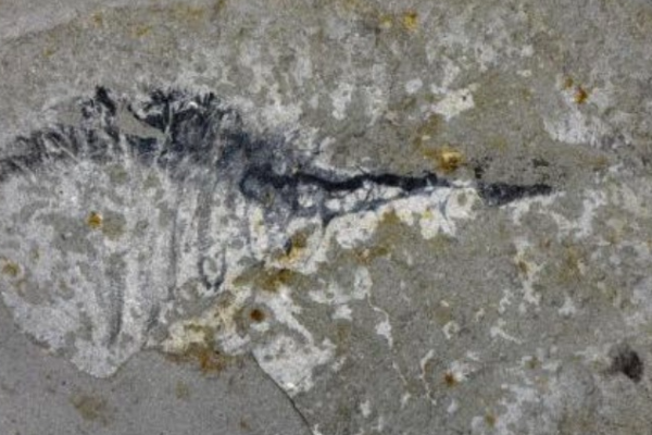 Chinese_Fossils_Reveal_Secrets_of_Earth_s_First_Mass_Extinction